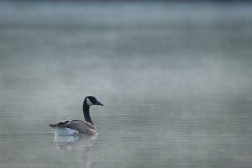 Kanadagans im Frühnebel