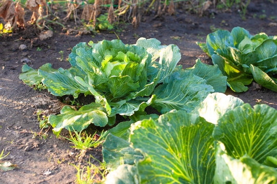 Cabbage grown in the field is ready for harvest. Big green cabbage in the garden and harvesting. Organic vegetables from the garden