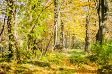 Fototapeta na wymiar Colorful path in beautiful and sunny autumn season