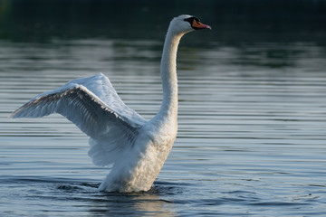 Höckerschwan