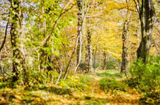 Colorful path in beautiful and sunny autumn season © Darios