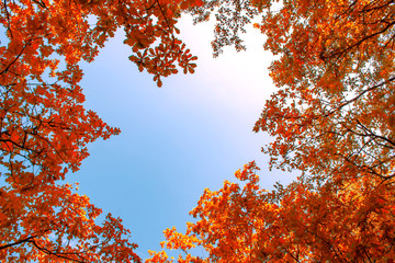 Autumn maple leaves on blue sky background.