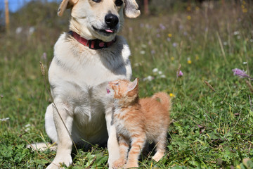 The dog took on the role of the mother of a small pussy