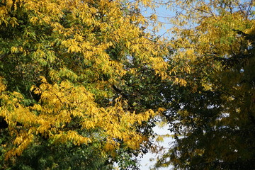 Strassenbäume mit Herbstlaub in Berlin