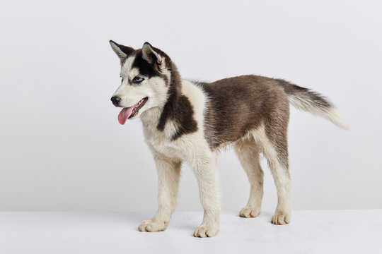 beautiful husky dog taking part in the exebition, sale, discount, full length side view photo, wild lost stray animal