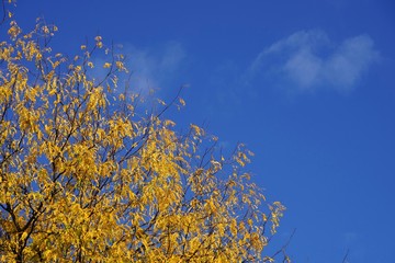 Ausschnitt eines Baums im Herbst unter blauem Himmel