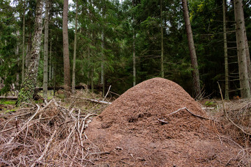 Ant hill in the forest