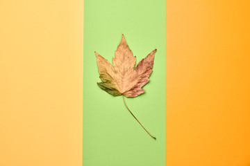 Fall fashion autumn mood, minimal Flat lay. Maple Leaf, Trendy art pastel Background, fashionable Style. Autumnal orange green design color, creative pop art shopping concept