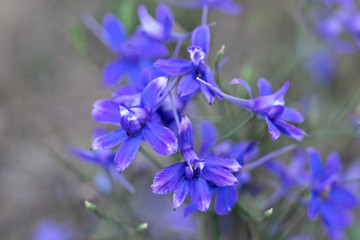 gentle blue flowers on brown background