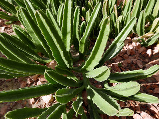 arbusto di pianta grassa illuminato dal sole