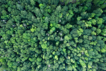 Drone Shot above the trees in Washington State