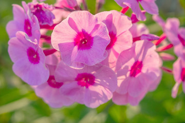 purple perennial phlox closeup on a garden background