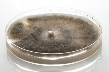 Botrytis cinerea, gray mold, in the phase of sporulation in a Petri dish