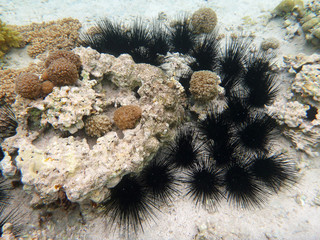 sea urchins