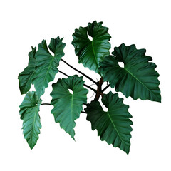 Dark green leaves of Philodendron species (Philodendron speciosum) the tropical foliage climbing vine plant bush isolated on white background, clipping path included. © Chansom Pantip