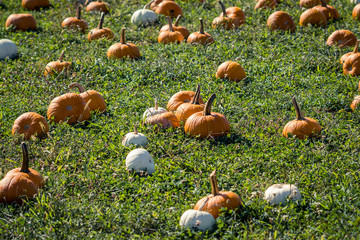 Fall Pumpkins in a Field