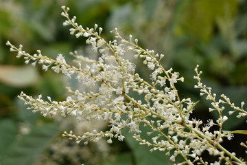 Flower, nature, northern bamboo, blossom