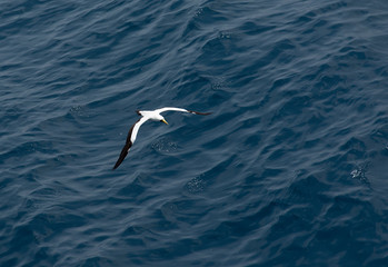 Fototapeta na wymiar amazing scene of seagull flying