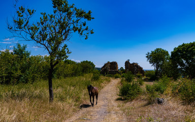 Fototapeta na wymiar horse in front of fortress ruins