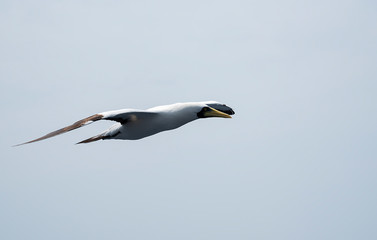 amazing scene of seagull flying