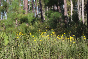  Fall flowers in the Okefenokee Refuge