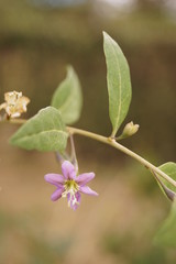 Branch with goji flowers in bloom - Lycium barbarum