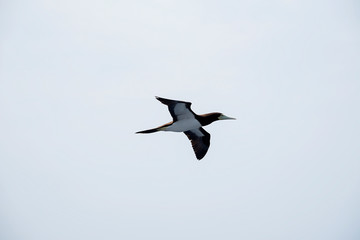 amazing scene of seagull flying