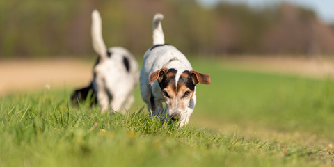 Two small Jack Russell Terriers join in a trail in a meadow in the autumn season