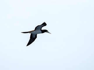Fototapeta na wymiar amazing scene of seagull flying