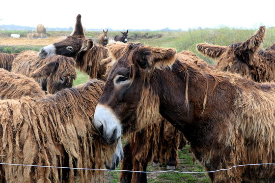 Ile de R&eacute; donkeys or Poitou donkeys. Were employed largely as working mules in the island&rsquo;s salt industry. Most distinguishing feature of Poitou donkeys is their long shaggy coat, called a cadanette