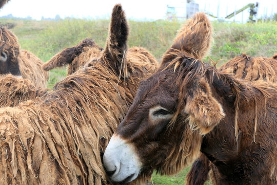 Ile de R&eacute; donkeys or Poitou donkeys. Were employed largely as working mules in the island&rsquo;s salt industry. Most distinguishing feature of Poitou donkeys is their long shaggy coat, called a cadanette