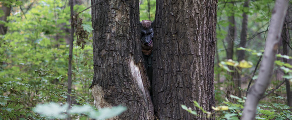 werewolf in the mystic forest