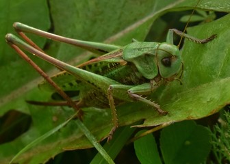 grasshopper on leaf