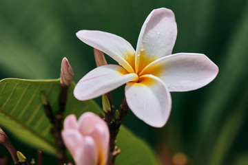 Asia flower