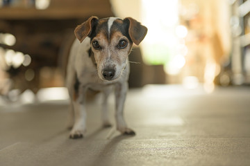 Cute little Jack Russell Terrier 13 years old is standing on tiles against blurred background