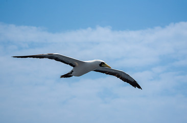 amazing scene of seagull flying