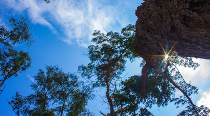 tree and blue sky