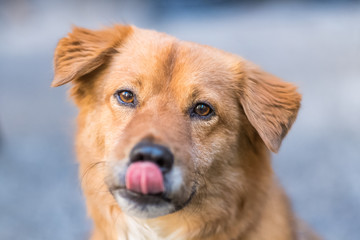 A curious red dog looks at us, licking its lips