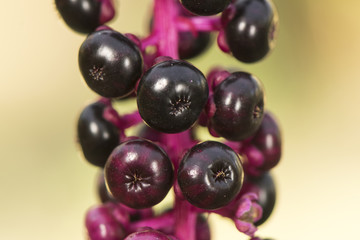 Phytolacca americana american pokeweed poke sallet or salad medium-sized toxic shrub with black, green and purple berries when they are immature and greenish-white florets
