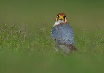 Red-necked falcon