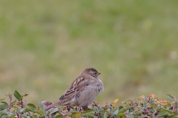 Sparrow sits on a branch of a bush in autumn
