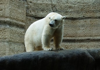 polar bear in zoo standing on a grey rock platform