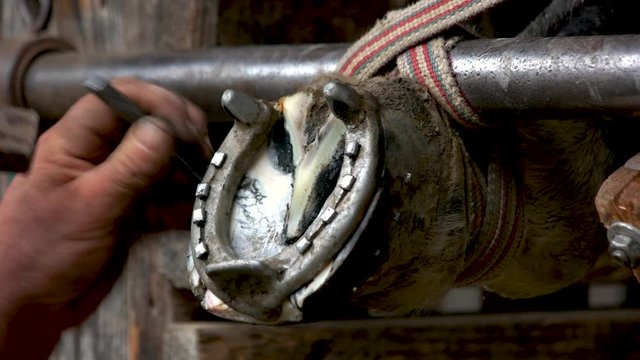 Close up of farrier shoeing a horse. Hands of skillful farrier nailing horseshoe with a hammer on horses hoof.