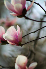 Fototapeta premium Blossoming Japanese magnolia