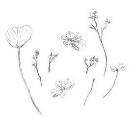 Zestaw szkiców z bazylią, Equiptiptus, kwiaty, liście, gałąź - 292568958