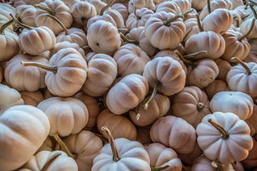 White mini pumpkins in a pile