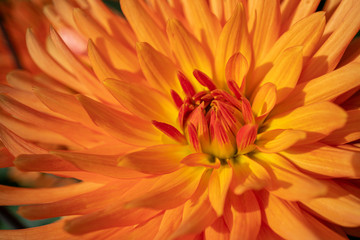 Closeup of a bloomed orange Dahlia delicate flower. Autumn colored petals background. 