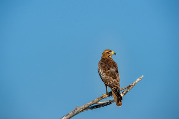 White eyed buzzard or Butastur teesa sitting on a beautiful perch and blue sky background isolation at tal chhapar blackbuck sanctuary, rajasthan, India