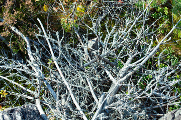wild autumn forrest, roots of trees in mess background