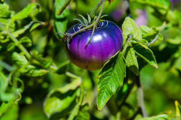 Heirloom (black beauty) tomatoes in the garden
